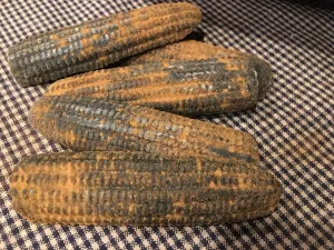Blackened Bees Wax Cob