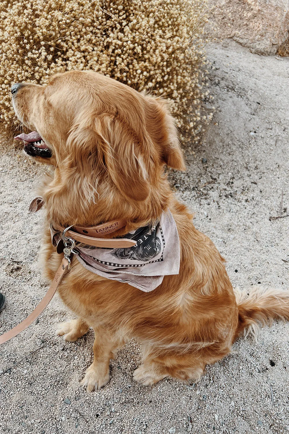Classic Canine Collar - Natural