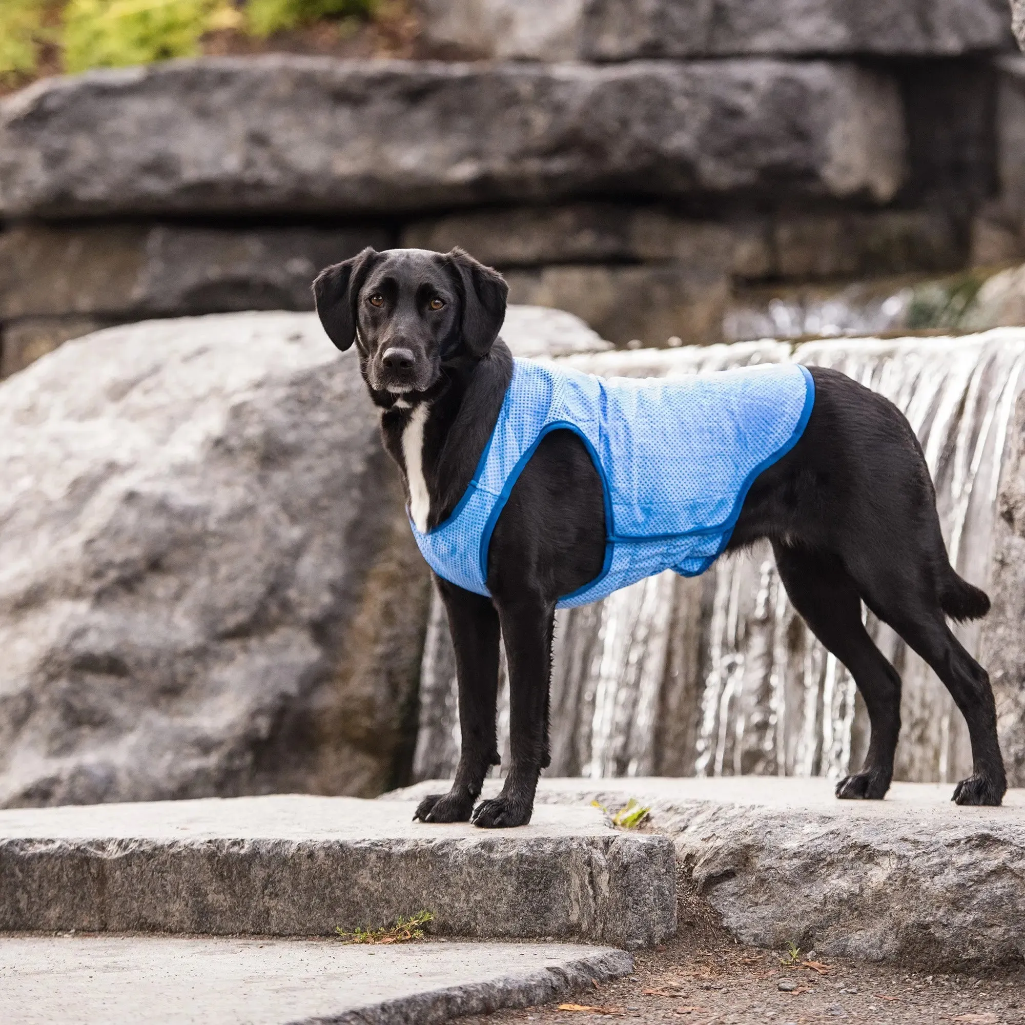 Elasto-Fit® Ice Vest® | Dog Cooling Vest | Blue
