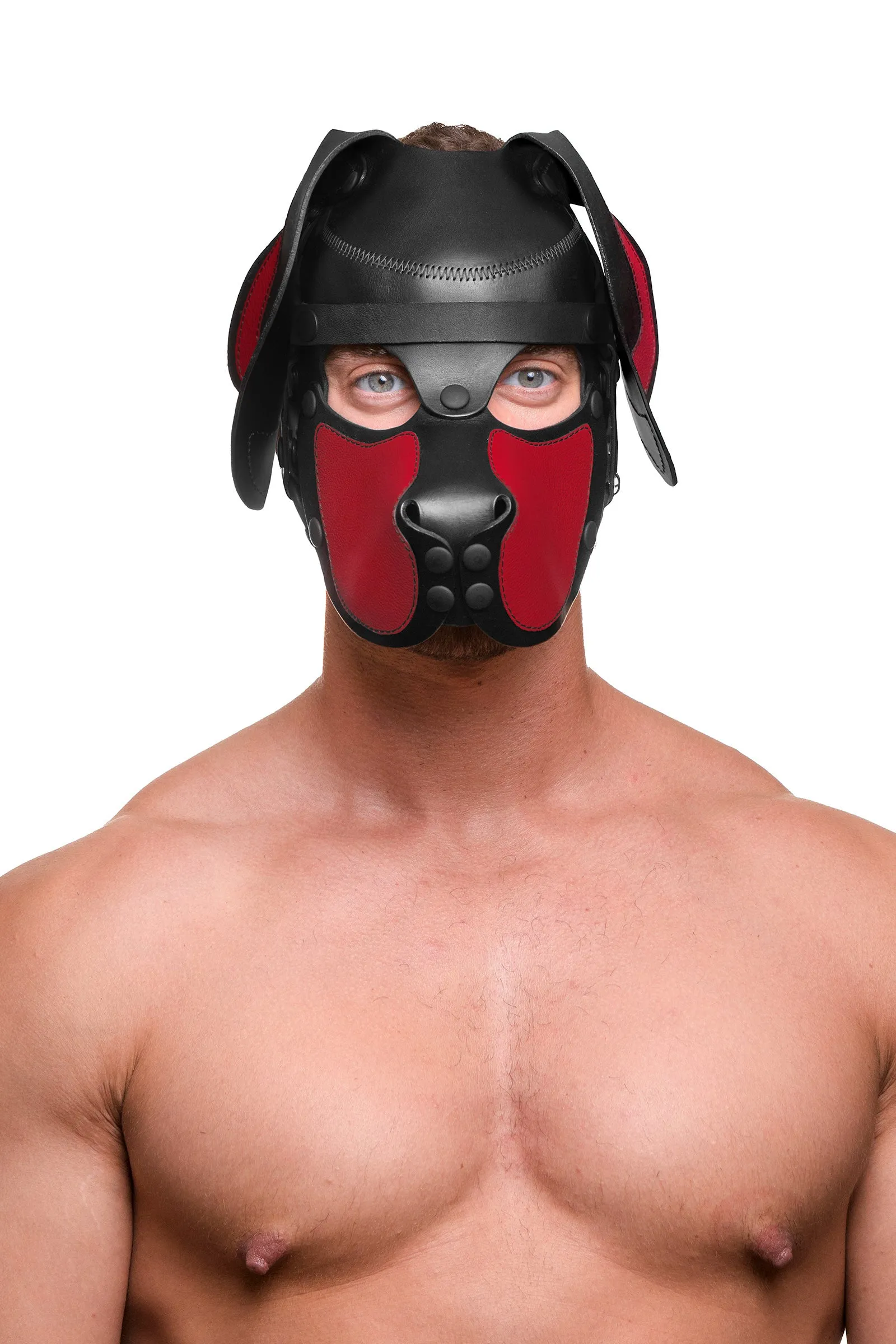HEAD HARNESS PUP "RANGER" - Colour