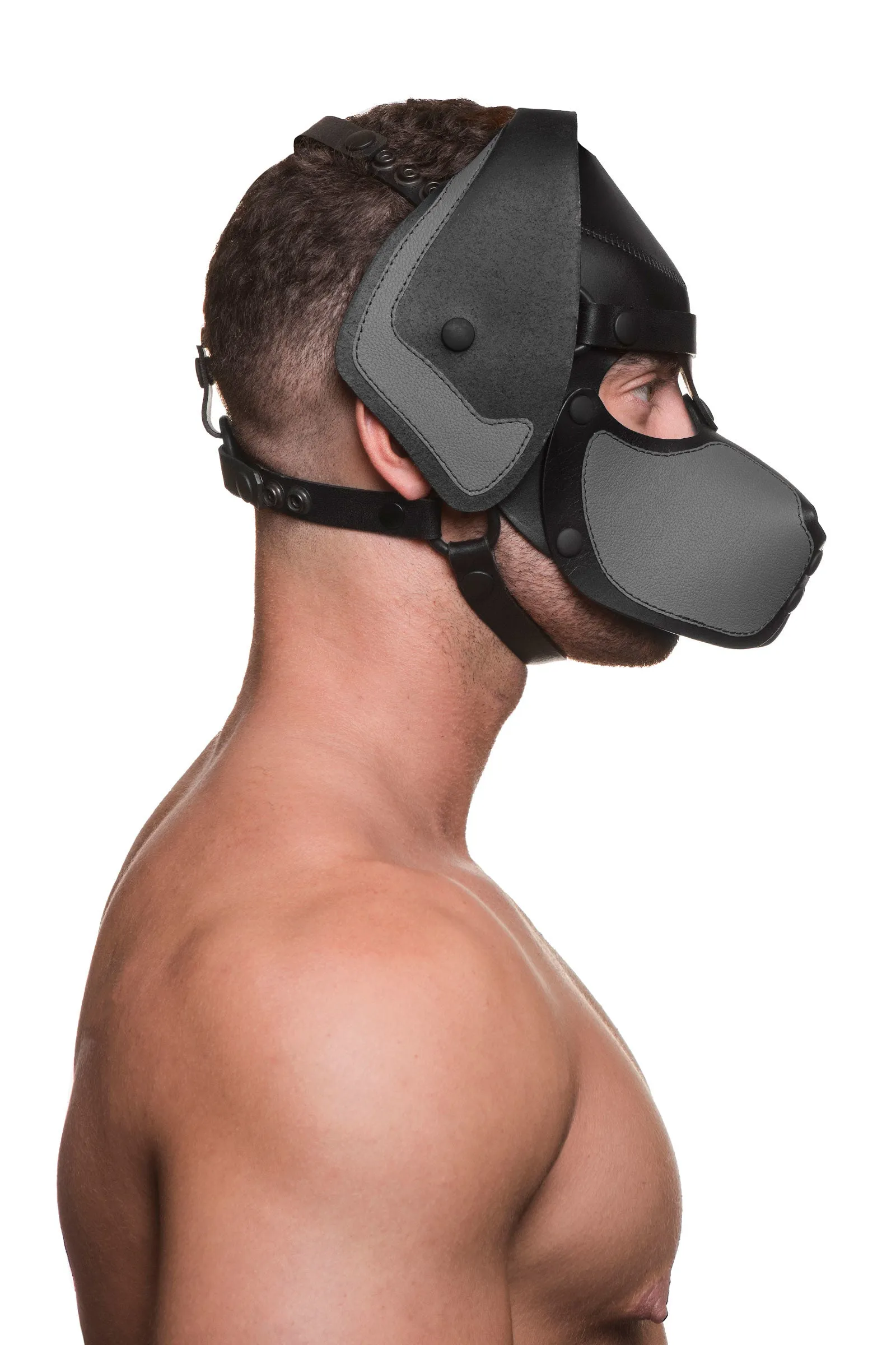 HEAD HARNESS PUP "RANGER" - Colour