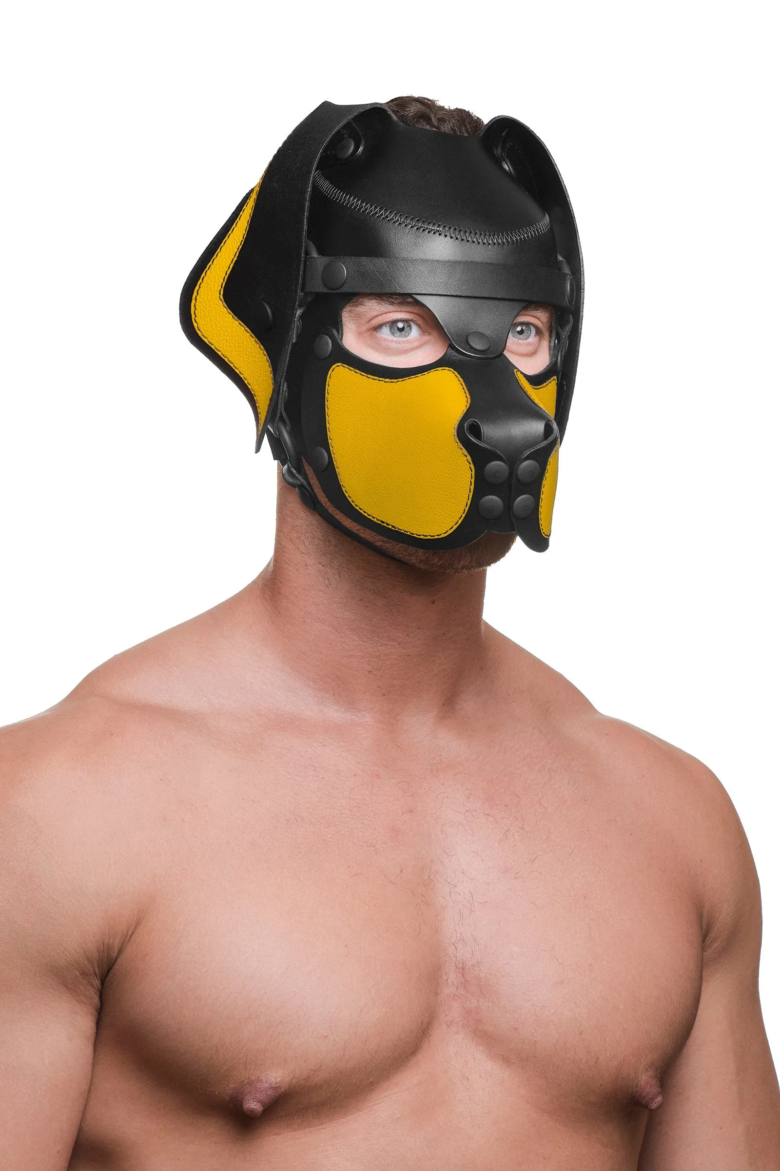 HEAD HARNESS PUP "RANGER" - Colour