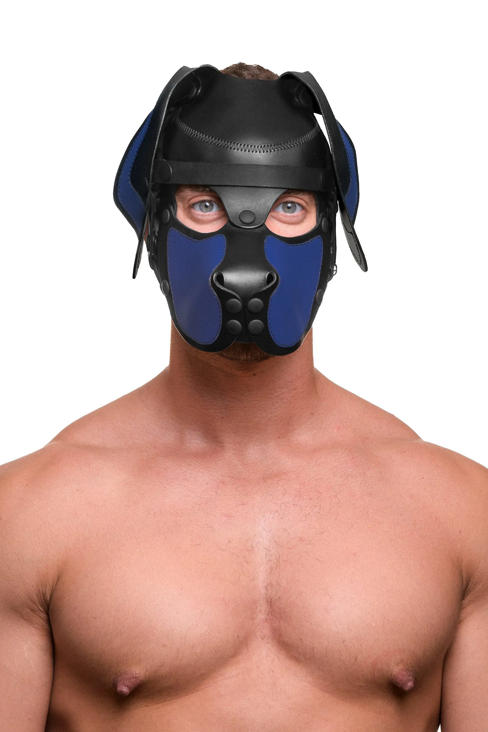 HEAD HARNESS PUP "RANGER" - Colour