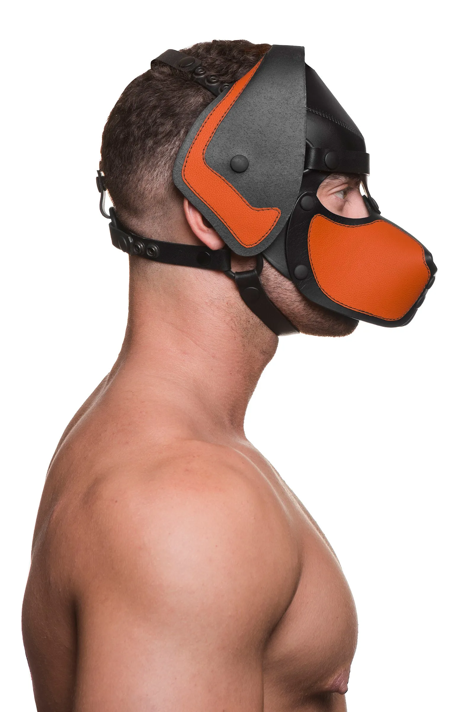 HEAD HARNESS PUP "RANGER" - Colour