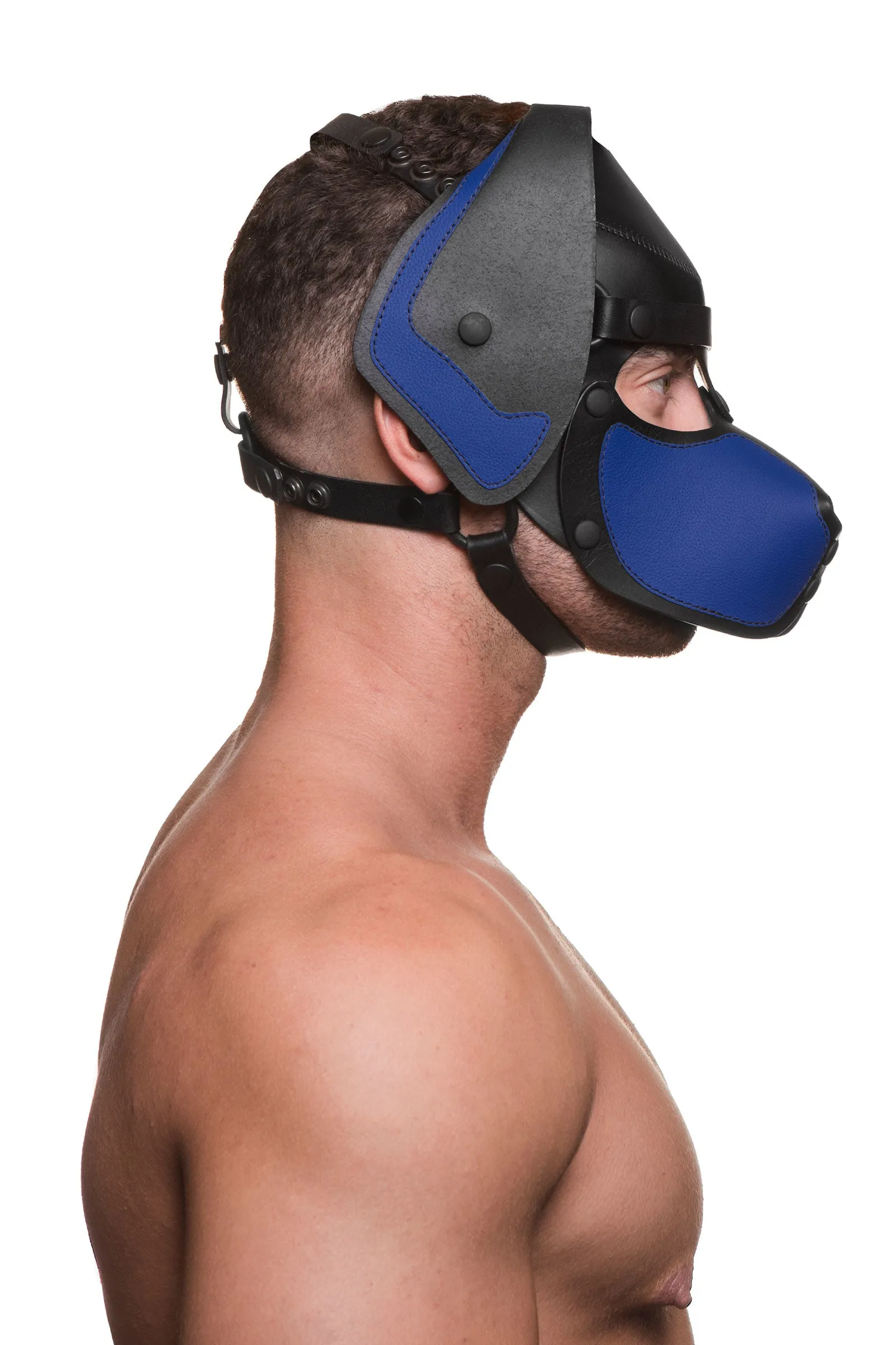 HEAD HARNESS PUP "RANGER" - Colour