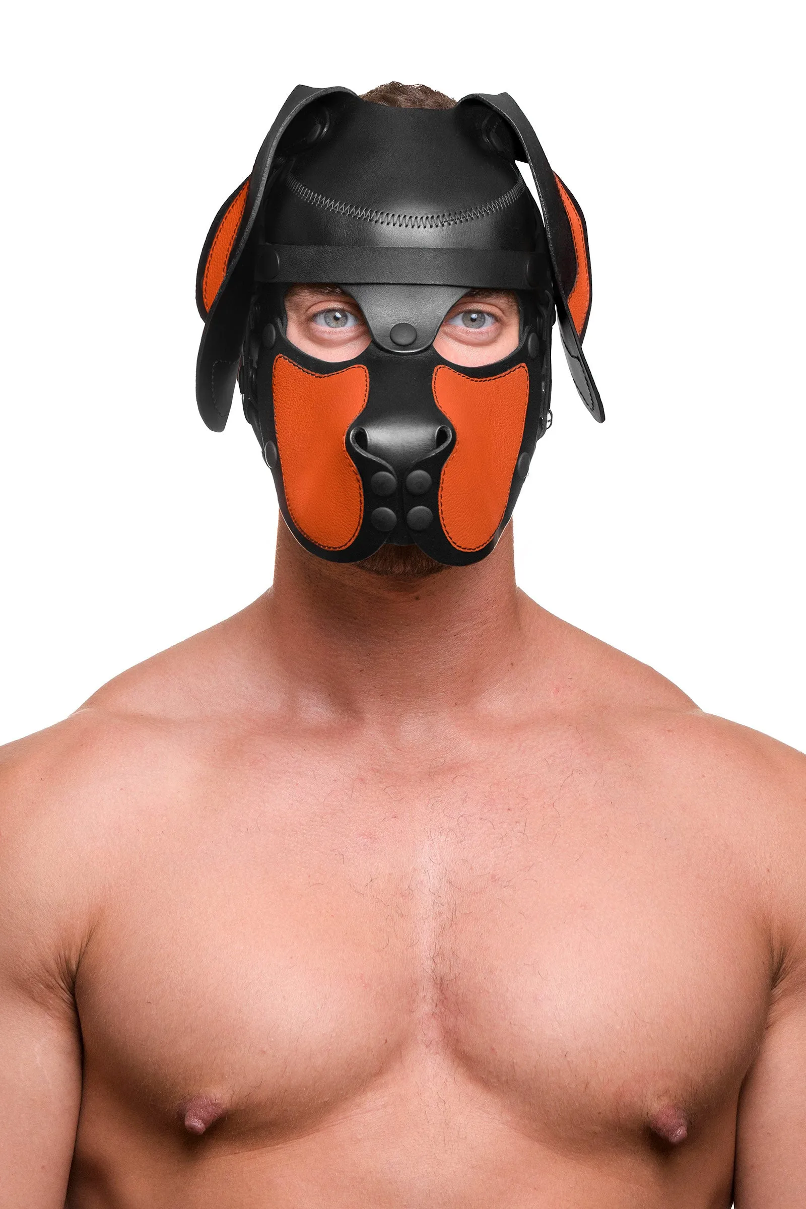 HEAD HARNESS PUP "RANGER" - Colour