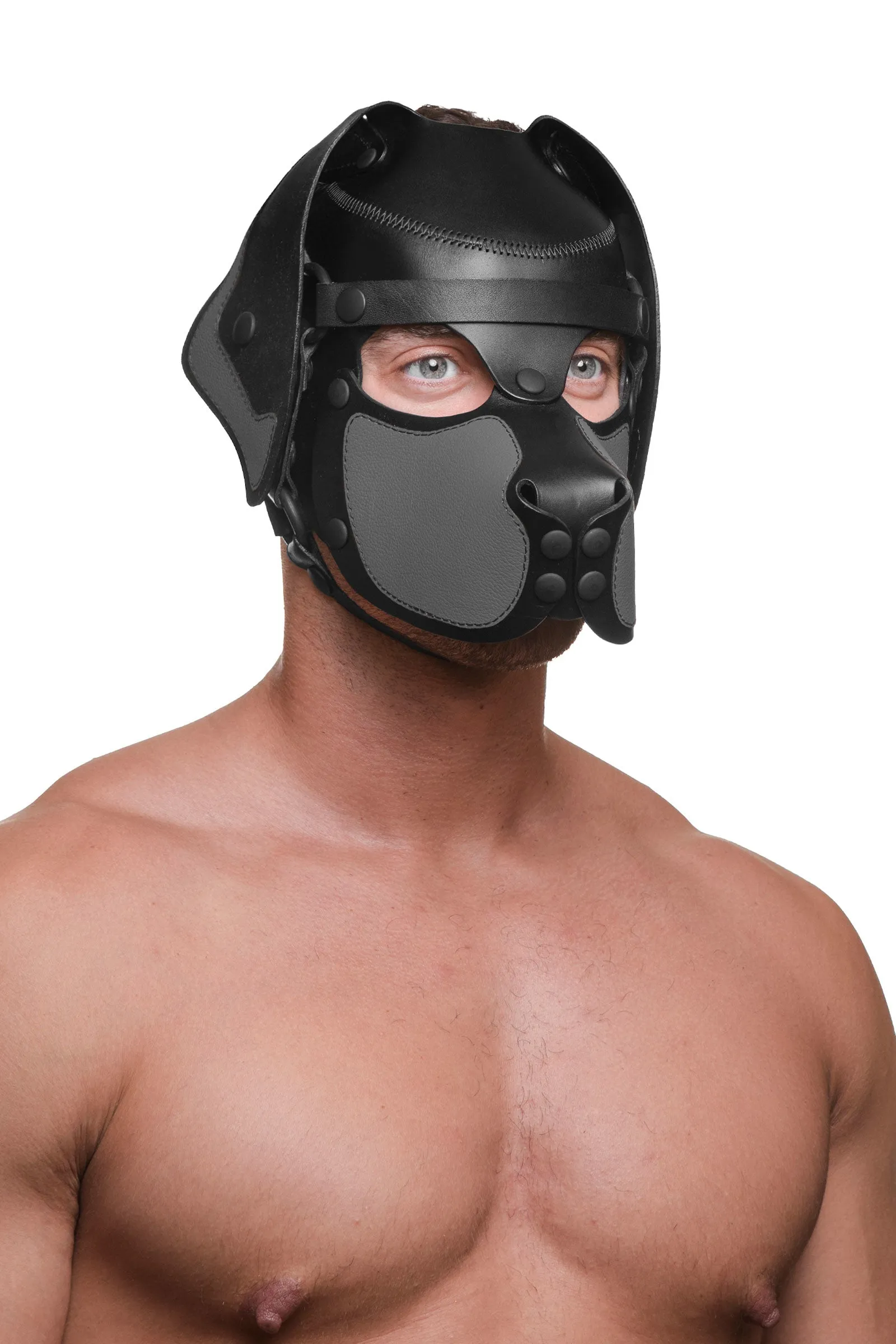 HEAD HARNESS PUP "RANGER" - Colour