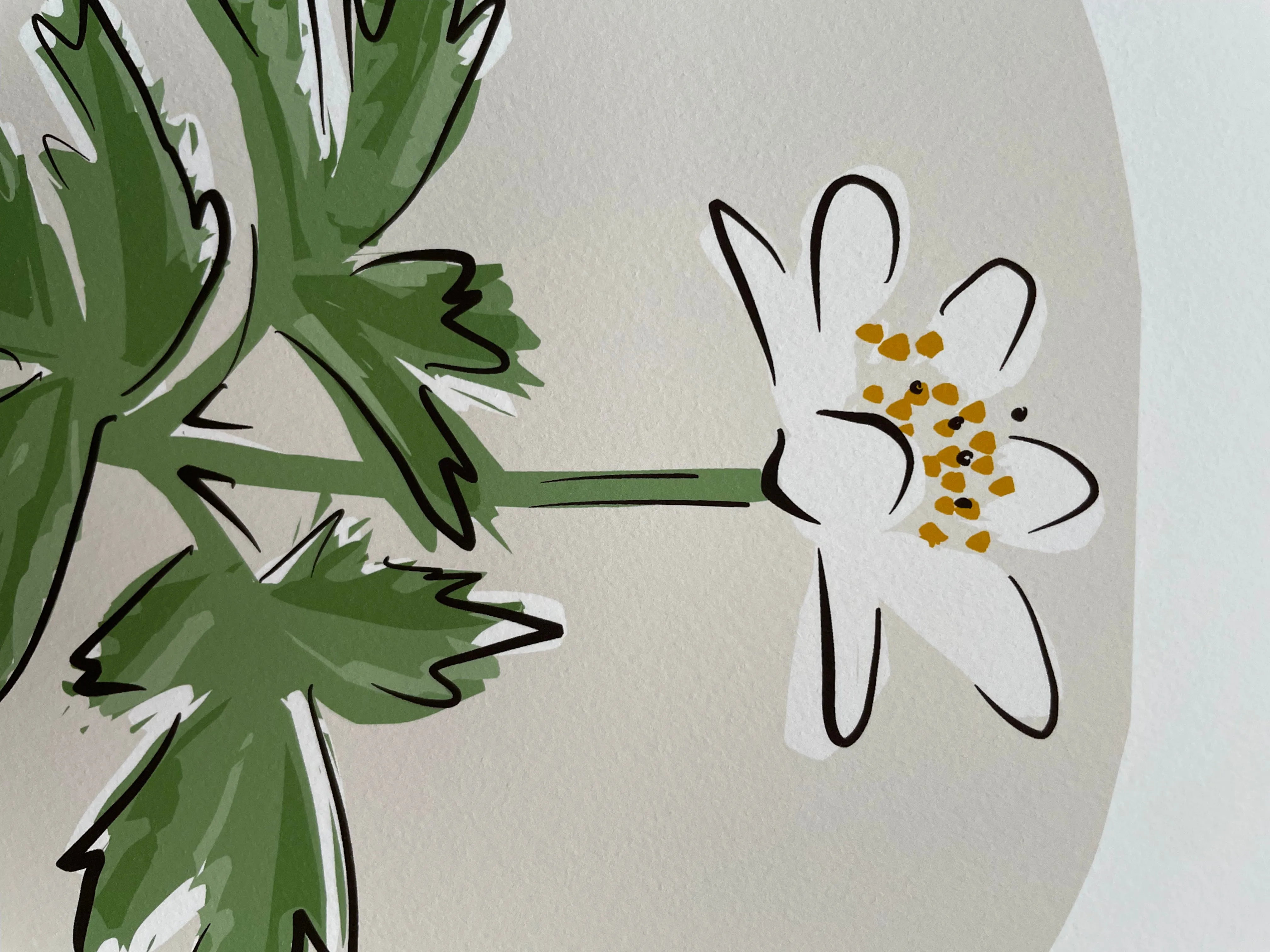 WOOD ANEMONE - FRAMED GICLEE PRINT